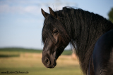 Gwendaa-Lina_fan_de_Swanenclan_201003523_3.jpg