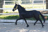Jeroen_vom_Pilzhof_201101302_6.jpg