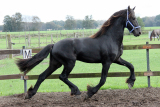 Oense_van_de_Demro_Stables_201201956_5.jpg