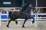 20180914_125Tempra_001.jpg