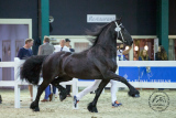 20180914_155Jente_004.jpg