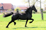 Pronkje06.jpg