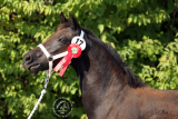 050924_PrincessTroja_505.jpg