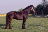 20030513_Vincent_001.jpg