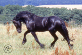 Aramis2.jpg