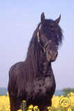 Wotan12u.jpg